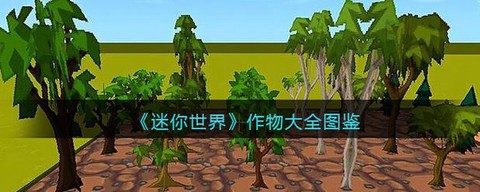 迷你世界可可豆怎么种