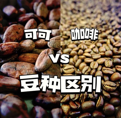 迷你世界可可豆怎么种[图1]